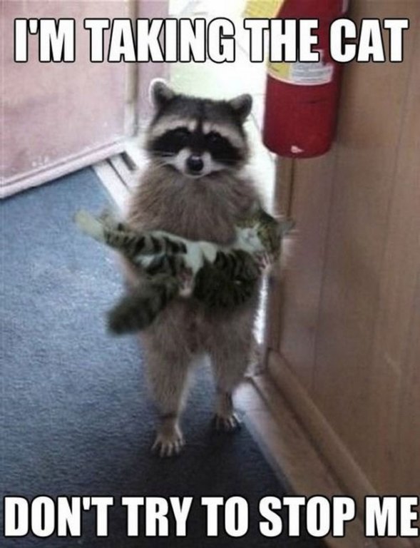 i-am-taking-the-cat.jpg