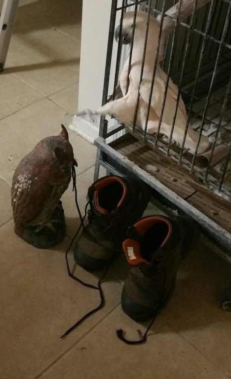 Owl Boots.jpg