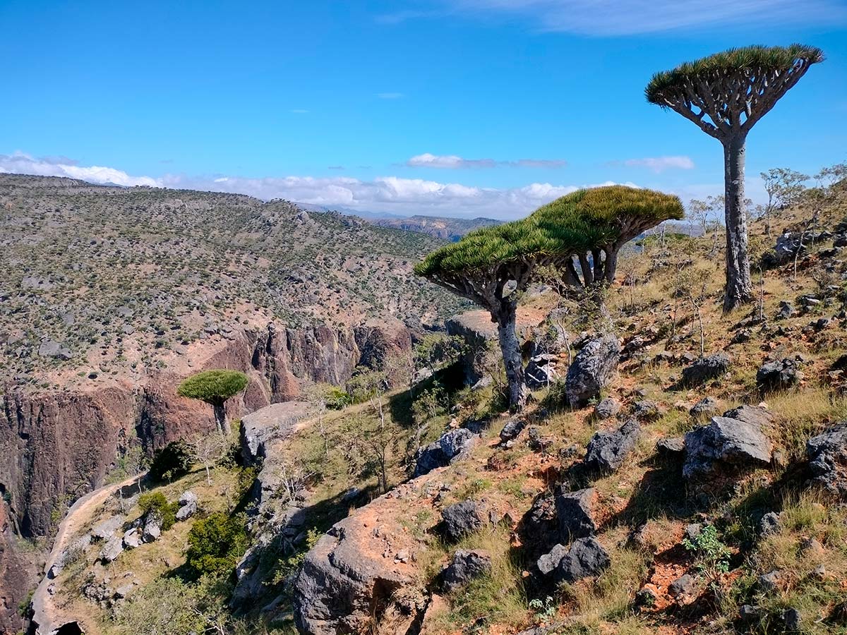 socotra-altopiano-di-diksam-alberi-del-sangue-drago-02.jpg