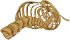 Cythlla_Bone_Transparency.png