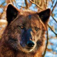 Hemer Rush Hermenegild