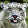 SnowLeopard