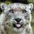 SnowLeopard